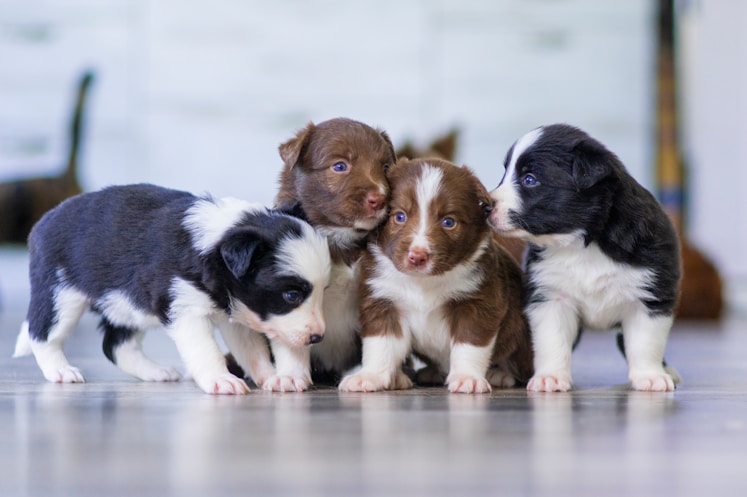 Golden Retriever Litter Autumn ’26