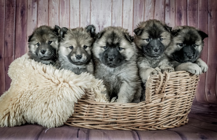 Labrador Retriever Litter Autumn ’26
