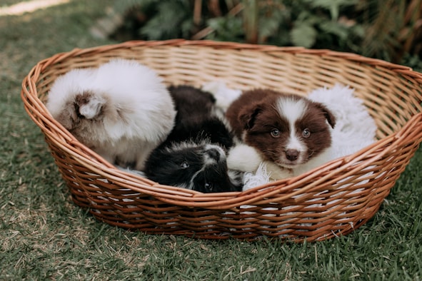 Havanese