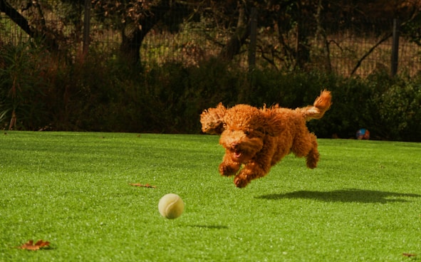 Poodle
