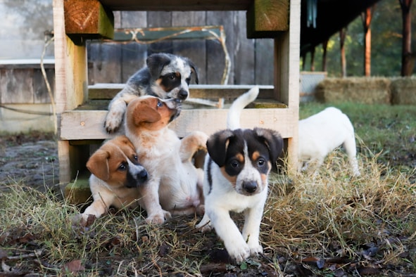 Beagle